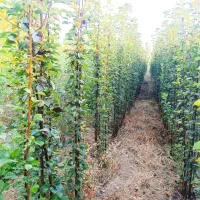 نهـالـهای اصــلاح شده مناسب مناطق مختلف|خدمات باغبانی و درختکاری|آباده, |دیوار