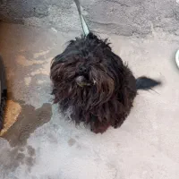 واگذاری سگ پا کوتاه خانگی