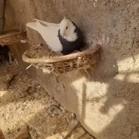 طوقی|پرنده|گتوند, |دیوار