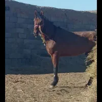 اسب نریون تاخت