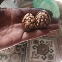 گردوی اعلا طارم قزوین