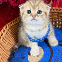 گربه بریتیش اسکاتیش اصیل|گربه|گرگان, |دیوار