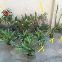 سیم کارت سبز|سیمکارت|بندر دیر, |دیوار