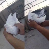 همه پرشی|پرنده|اردکان, |دیوار