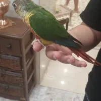 طوطی گرینچیک یلو ساید رد