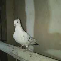 سرور و کله خال دار|پرنده|مهاباد (آذربایجان غربی), |دیوار