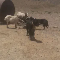 سگ گوسفند قهدریجانی