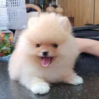 پامرین‌ روسی مالتیز هلندی