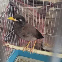 جوجه‌مینا