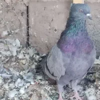 سبزبلندکلایی