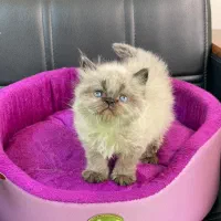 گربه پرشن  هیمالین