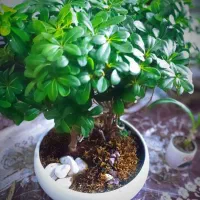 مجموعه ویژه گل‌های آپارتمانی و تراریوم|خدمات باغبانی و درختکاری|شیراز, حافظیه|دیوار