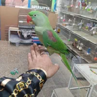 شاه طوطی اهلی سخنگو