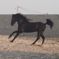 اسب مشکی|اسب و تجهیزات اسبسواری|بستک, |دیوار