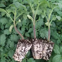 تولید و عرضه انواع نشا صیفیجات|خدمات باغبانی و درختکاری|مرودشت, رامجرد یک|دیوار