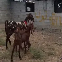بز پاکستانی پلنگی دوقلوو
