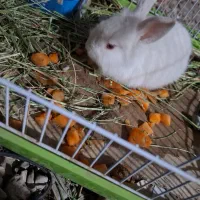 خرگوش خانگی