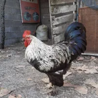 خروس برهما جوان|حیوانات مزرعه|لاهیجان, بوجایه|دیوار