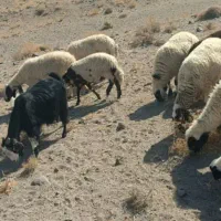 معاوضه میش با گاو|حیوانات مزرعه|یزد, |دیوار