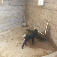 بره شیر خوار|حیوانات مزرعه|دهلران, |دیوار