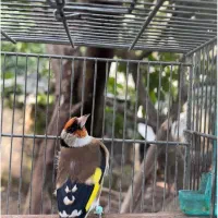 سهره نر حلقه پا|پرنده|آستارا, |دیوار