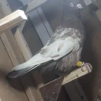 سینه طوق معاوضه