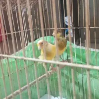 قناری نر سبز ماده زرد جوان آماده جفت|پرنده|رشت, بازار|دیوار