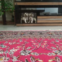 میز تلوزیون|میز تلویزیون|کومله, |دیوار