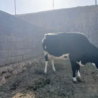 مبلغ 130|حیوانات مزرعه|گزیک, |دیوار