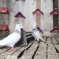 پرنده طوقی|پرنده|گتوند, |دیوار