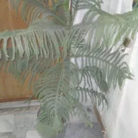 درخت کاج. مطبق.