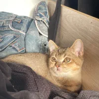 بچه گربه بریتیش سالم و خانگی