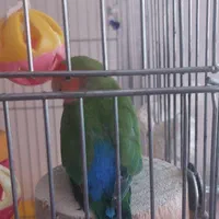 طوطی برزیلی سالم دوتا جفت تخم گذار و۳ جوجه بالغ|پرنده|تهران, سازمان آب|دیوار