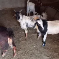 با سلام خسته نباشید به دوستان
