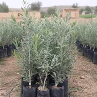 انتخاب خاص باغداران موفق ،نهال زیتون تضمینی