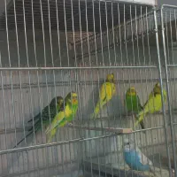 مرغ عشق با جوجه عروس هلندی فنچ گلدین نرگسی