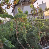 فروش خانه باغ ویلایی در روستای ساوه بعد جعفریه آوه|فروش خانه و ویلا|قم, علی آباد|دیوار