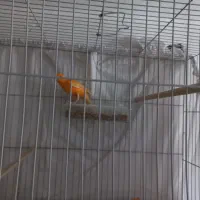 قناری نر و ماده اماده اماده|پرنده|شاهرود, |دیوار