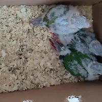 طوطی گرینچیک|پرنده|مشهد, نیروی هوایی|دیوار