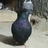 تیپ کبوتر|پرنده|باغ بهادران, |دیوار