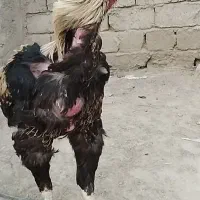 خروس مرغ لاری