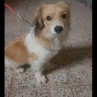 پاپی  خوشگل ناز