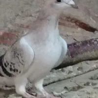 کفتر ماده شامی مگس کرمونی