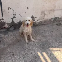 واگذاری رایگان به شرط سرکشی بندر هرمز قشم