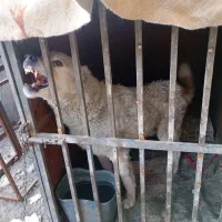 سگ افغان نر