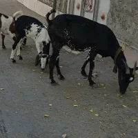 میش