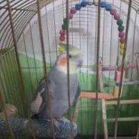 عروس هلندی نر|پرنده|مشهد, هفده شهریور|دیوار