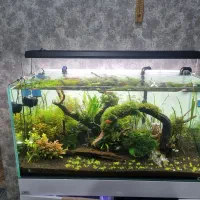 ال ای. دی حرفه ای ats