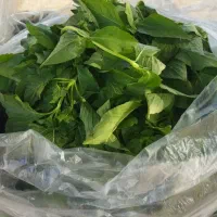 سبزی خوردنی