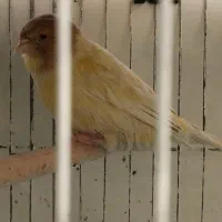 قناری نر و ماده|پرنده|اصفهان, جلالیه|دیوار